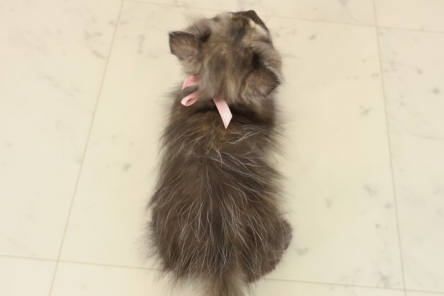 長崎県のペルシャ (Coo&RIKU長崎浜町店/2025年9月22日生まれ/女の子/トーティーシェル)の子猫の4枚目の画像