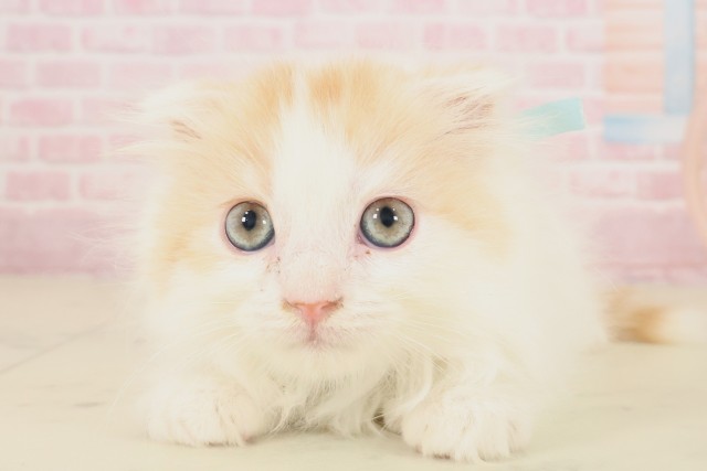 佐賀県のスコティッシュフォールド (Coo&RIKU佐賀神埼店/2025年9月29日生まれ/男の子/レッドタビーホワイト)の子猫の1枚目の画像