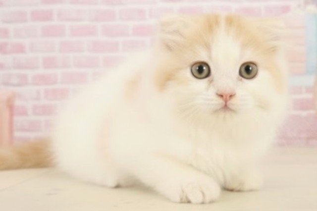 佐賀県のスコティッシュフォールド (Coo&RIKU佐賀神埼店/2025年9月29日生まれ/男の子/レッドタビーホワイト)の子猫の2枚目の画像