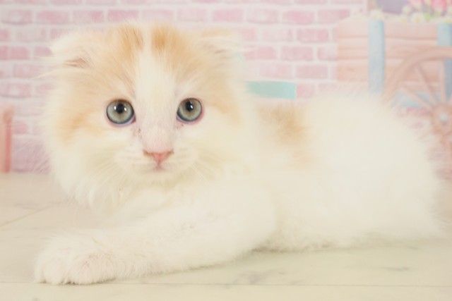 佐賀県のスコティッシュフォールド (Coo&RIKU佐賀神埼店/2025年9月29日生まれ/男の子/レッドタビーホワイト)の子猫の3枚目の画像