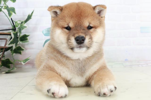 福岡県の豆柴 (Coo&RIKU筑後店/2025年10月2日生まれ/男の子/赤)の子犬の1枚目の画像