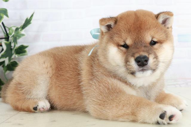 福岡県の豆柴 (Coo&RIKU筑後店/2025年10月2日生まれ/男の子/赤)の子犬の2枚目の画像