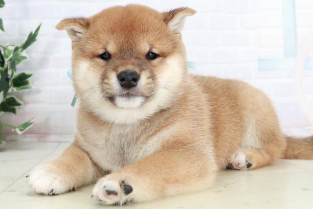 福岡県の豆柴 (Coo&RIKU筑後店/2025年10月2日生まれ/男の子/赤)の子犬の3枚目の画像