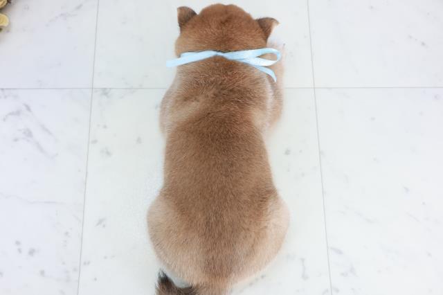 福岡県の豆柴 (Coo&RIKU筑後店/2025年10月2日生まれ/男の子/赤)の子犬の4枚目の画像