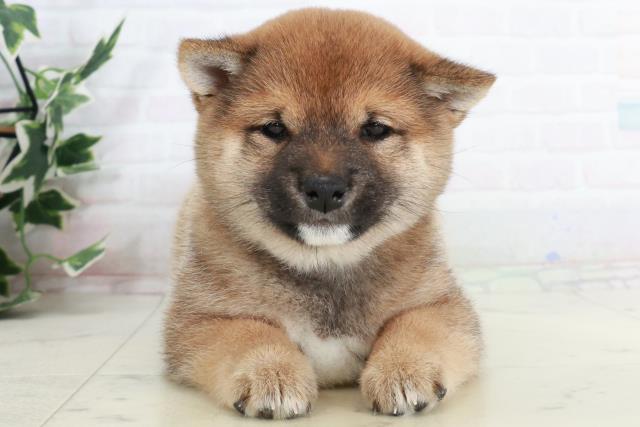 徳島県の豆柴 (Coo&RIKU徳島店/2025年10月2日生まれ/女の子/赤)の子犬