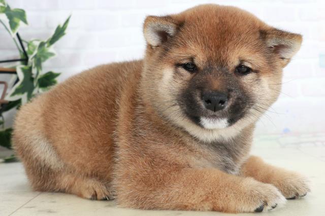 徳島県の豆柴 (Coo&RIKU徳島店/2025年10月2日生まれ/女の子/赤)の子犬の2枚目の画像