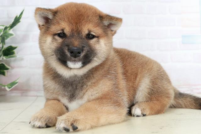 徳島県の豆柴 (Coo&RIKU徳島店/2025年10月2日生まれ/女の子/赤)の子犬の3枚目の画像