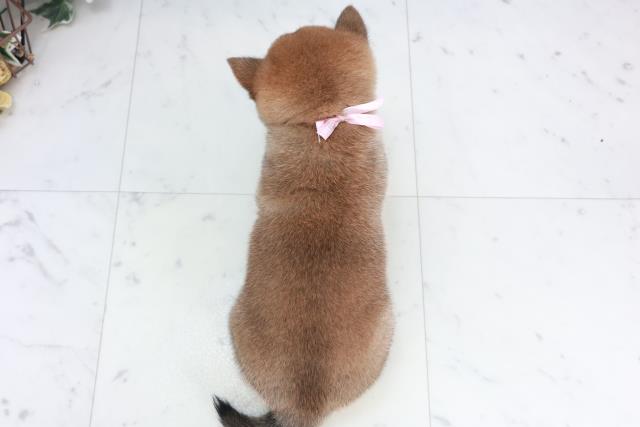 徳島県の豆柴 (Coo&RIKU徳島店/2025年10月2日生まれ/女の子/赤)の子犬の4枚目の画像