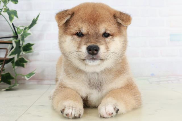 広島県の豆柴 (Coo&RIKUゆめタウン大竹店/2025年10月2日生まれ/女の子/赤)の子犬