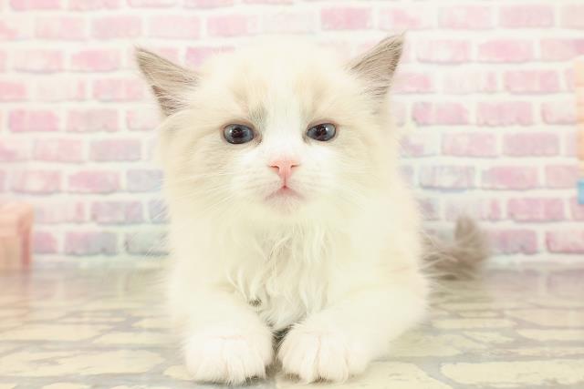 東京都のラグドール (Coo&RIKU浅草店/2025年10月1日生まれ/男の子/ブルーポイントバイカラー)の子猫