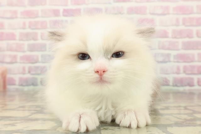 東京都のラグドール (Coo&RIKU新宿三丁目店/2025年10月1日生まれ/男の子/ブルーポイントバイカラー)の子猫の1枚目の画像