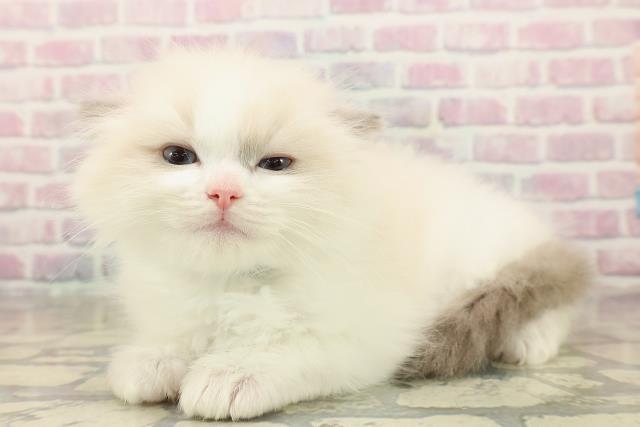 東京都のラグドール (Coo&RIKU新宿三丁目店/2025年10月1日生まれ/男の子/ブルーポイントバイカラー)の子猫の2枚目の画像