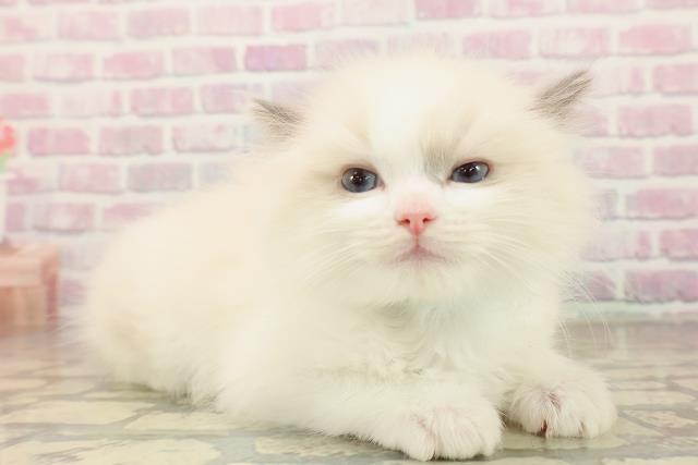 東京都のラグドール (Coo&RIKU新宿三丁目店/2025年10月1日生まれ/男の子/ブルーポイントバイカラー)の子猫の3枚目の画像