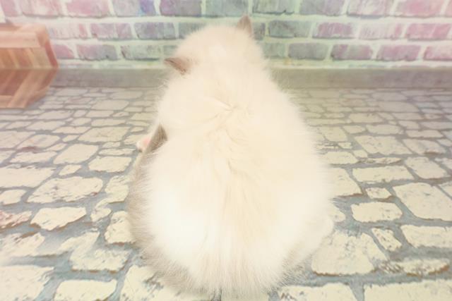 東京都のラグドール (Coo&RIKU新宿三丁目店/2025年10月1日生まれ/男の子/ブルーポイントバイカラー)の子猫の4枚目の画像