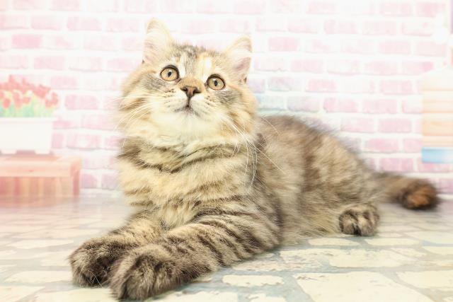 長野県のサイベリアン (Coo&RIKU松本店/2025年8月20日生まれ/女の子/ブラウンパッチドタビー)の子猫の2枚目の画像