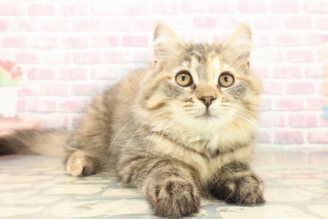 長野県のサイベリアン (Coo&RIKU松本店/2025年8月20日生まれ/女の子/ブラウンパッチドタビー)の子猫の3枚目の画像