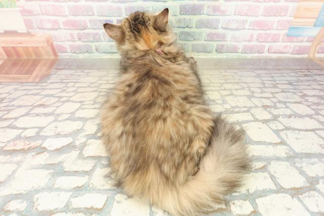 長野県のサイベリアン (Coo&RIKU松本店/2025年8月20日生まれ/女の子/ブラウンパッチドタビー)の子猫の4枚目の画像