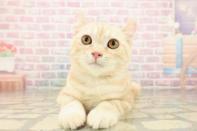 北海道のアメリカンカール (Coo&RIKU釧路店/2025年7月12日生まれ/男の子/クリームタビー)の子猫の1枚目の画像