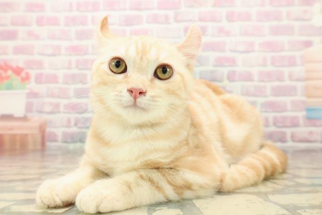 北海道のアメリカンカール (Coo&RIKU釧路店/2025年7月12日生まれ/男の子/クリームタビー)の子猫の2枚目の画像