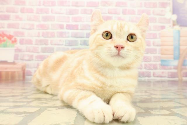 北海道のアメリカンカール (Coo&RIKU釧路店/2025年7月12日生まれ/男の子/クリームタビー)の子猫の3枚目の画像