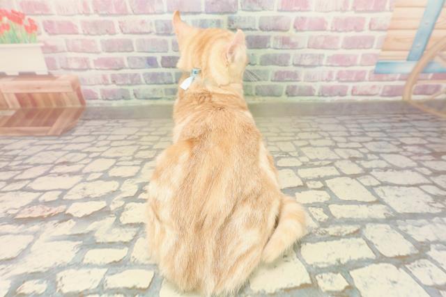 北海道のアメリカンカール (Coo&RIKU釧路店/2025年7月12日生まれ/男の子/クリームタビー)の子猫の4枚目の画像