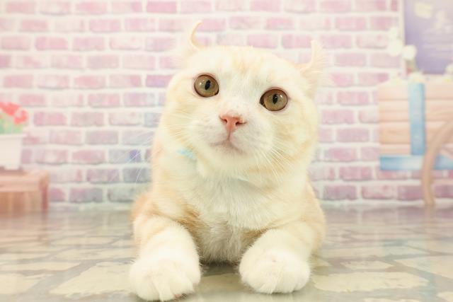 青森県のアメリカンカール (Coo&RIKU青森店/2025年7月12日生まれ/男の子/クリームタビー)の子猫の1枚目の画像