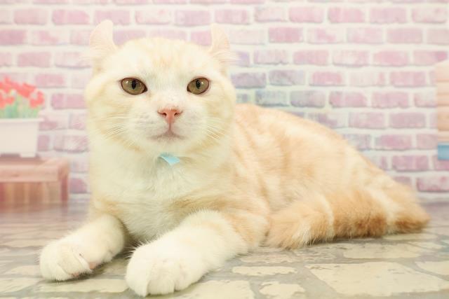 青森県のアメリカンカール (Coo&RIKU青森店/2025年7月12日生まれ/男の子/クリームタビー)の子猫の2枚目の画像