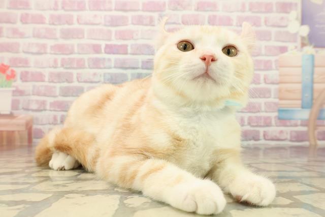 青森県のアメリカンカール (Coo&RIKU青森店/2025年7月12日生まれ/男の子/クリームタビー)の子猫の3枚目の画像