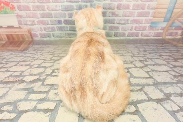 青森県のアメリカンカール (Coo&RIKU青森店/2025年7月12日生まれ/男の子/クリームタビー)の子猫の4枚目の画像