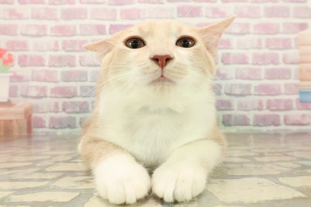 北海道のマンチカン (Coo&RIKU函館店/2025年7月16日生まれ/男の子/クリームタビーホワイト)の子猫の1枚目の画像