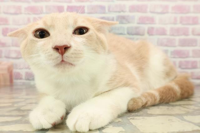 北海道のマンチカン (Coo&RIKU函館店/2025年7月16日生まれ/男の子/クリームタビーホワイト)の子猫の2枚目の画像