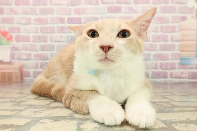 北海道のマンチカン (Coo&RIKU函館店/2025年7月16日生まれ/男の子/クリームタビーホワイト)の子猫の3枚目の画像