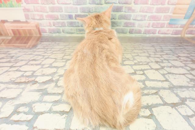 北海道のマンチカン (Coo&RIKU函館店/2025年7月16日生まれ/男の子/クリームタビーホワイト)の子猫の4枚目の画像