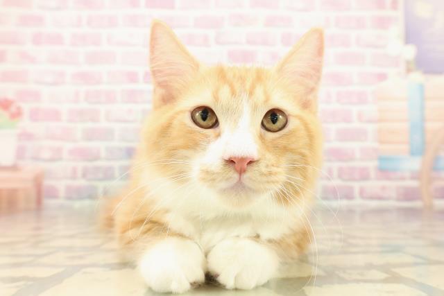 北海道のマンチカン (Coo&RIKU釧路店/2025年7月16日生まれ/男の子/レッドタビーホワイト)の子猫の1枚目の画像