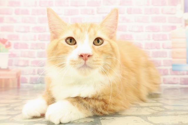 北海道のマンチカン (Coo&RIKU釧路店/2025年7月16日生まれ/男の子/レッドタビーホワイト)の子猫の2枚目の画像