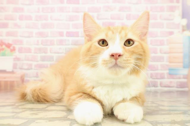 北海道のマンチカン (Coo&RIKU釧路店/2025年7月16日生まれ/男の子/レッドタビーホワイト)の子猫の3枚目の画像