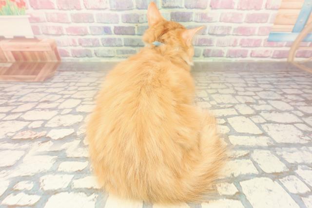 北海道のマンチカン (Coo&RIKU釧路店/2025年7月16日生まれ/男の子/レッドタビーホワイト)の子猫の4枚目の画像