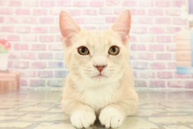 新潟県のマンチカン (Coo&RIKU長岡店/2025年7月16日生まれ/女の子/クリームタビーホワイト)の子猫の1枚目の画像