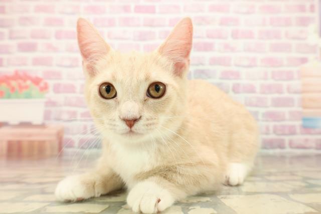 新潟県のマンチカン (Coo&RIKU長岡店/2025年7月16日生まれ/女の子/クリームタビーホワイト)の子猫の2枚目の画像