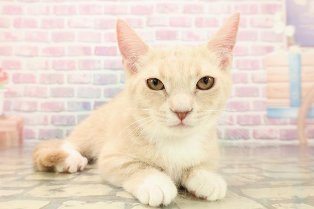 新潟県のマンチカン (Coo&RIKU長岡店/2025年7月16日生まれ/女の子/クリームタビーホワイト)の子猫の3枚目の画像