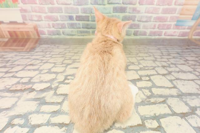 新潟県のマンチカン (Coo&RIKU長岡店/2025年7月16日生まれ/女の子/クリームタビーホワイト)の子猫の4枚目の画像