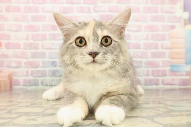 石川県のサイベリアン (Coo&RIKUイオン野々市南店/2025年7月17日生まれ/女の子/ブルーパッチドタビーホワイト)の子猫の1枚目の画像