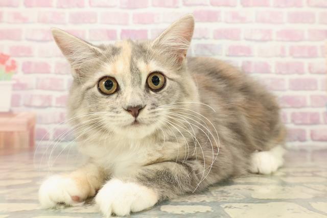 石川県のサイベリアン (Coo&RIKUイオン野々市南店/2025年7月17日生まれ/女の子/ブルーパッチドタビーホワイト)の子猫の2枚目の画像