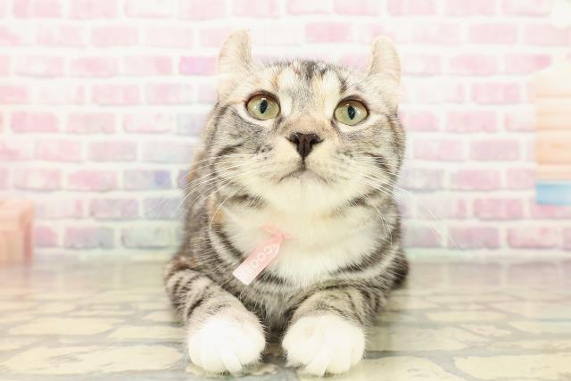 新潟県のアメリカンカール (Coo&RIKU上越店/2025年6月24日生まれ/女の子/シルバーパッチドタビーホワイト)の子猫の1枚目の画像
