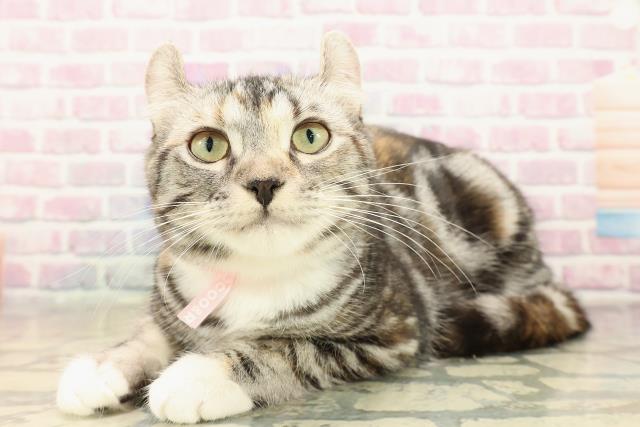 新潟県のアメリカンカール (Coo&RIKU上越店/2025年6月24日生まれ/女の子/シルバーパッチドタビーホワイト)の子猫の2枚目の画像