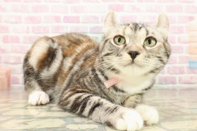 新潟県のアメリカンカール (Coo&RIKU上越店/2025年6月24日生まれ/女の子/シルバーパッチドタビーホワイト)の子猫の3枚目の画像