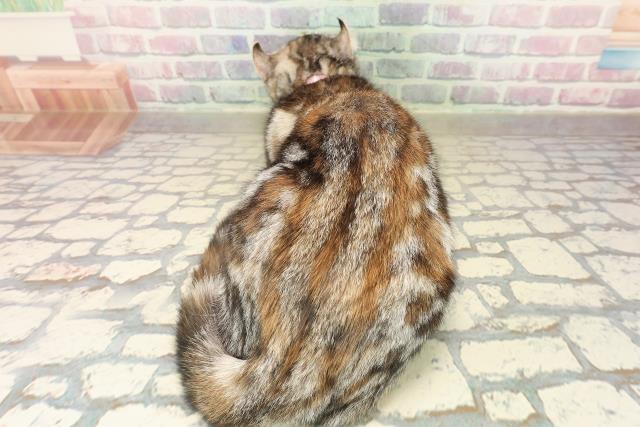 新潟県のアメリカンカール (Coo&RIKU上越店/2025年6月24日生まれ/女の子/シルバーパッチドタビーホワイト)の子猫の4枚目の画像