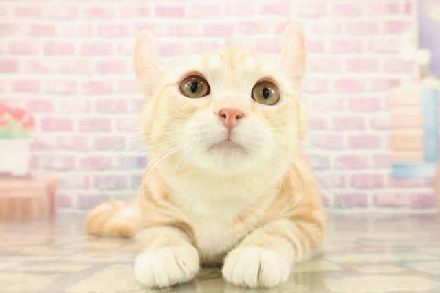 北海道のアメリカンカール (Coo&RIKU函館店/2025年6月24日生まれ/男の子/レッドタビーホワイト)の子猫の1枚目の画像