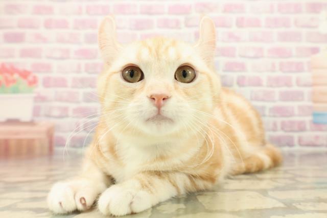 北海道のアメリカンカール (Coo&RIKU函館店/2025年6月24日生まれ/男の子/レッドタビーホワイト)の子猫の2枚目の画像