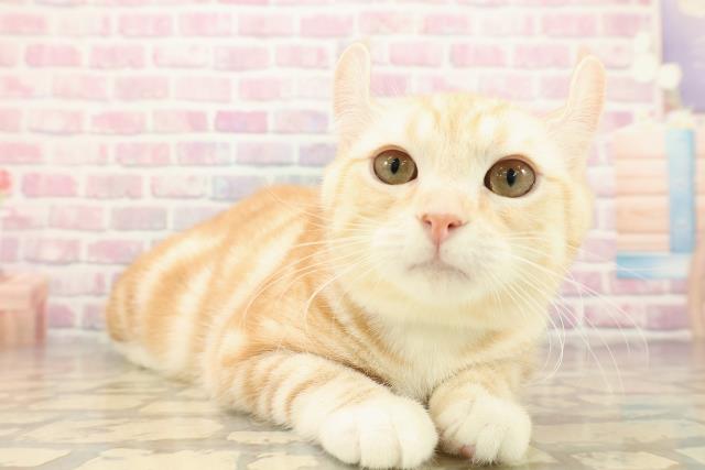 北海道のアメリカンカール (Coo&RIKU函館店/2025年6月24日生まれ/男の子/レッドタビーホワイト)の子猫の3枚目の画像